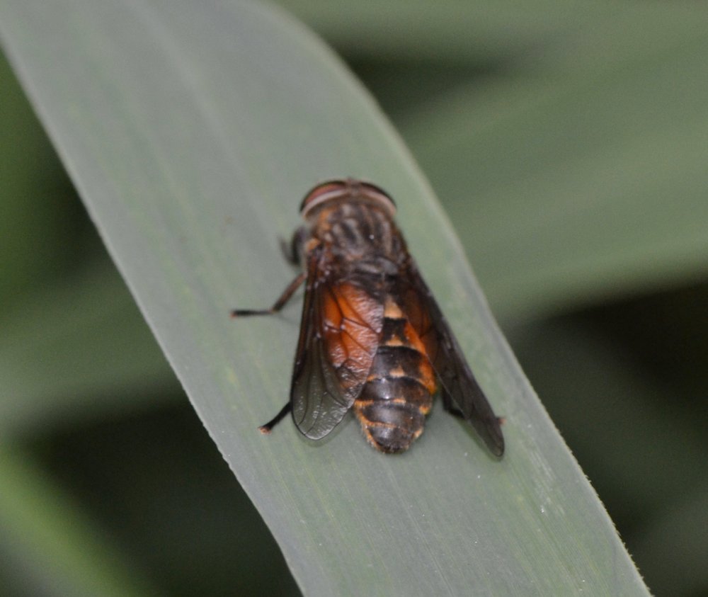 Tabanidae: Hybomitra ciureai